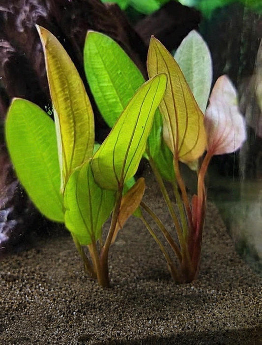 Melon Sword Aquarium Plant Live (Red or Green)  Echinodorus Bleheri Freshwater Plant  Easy Beginner Aquascape Plant