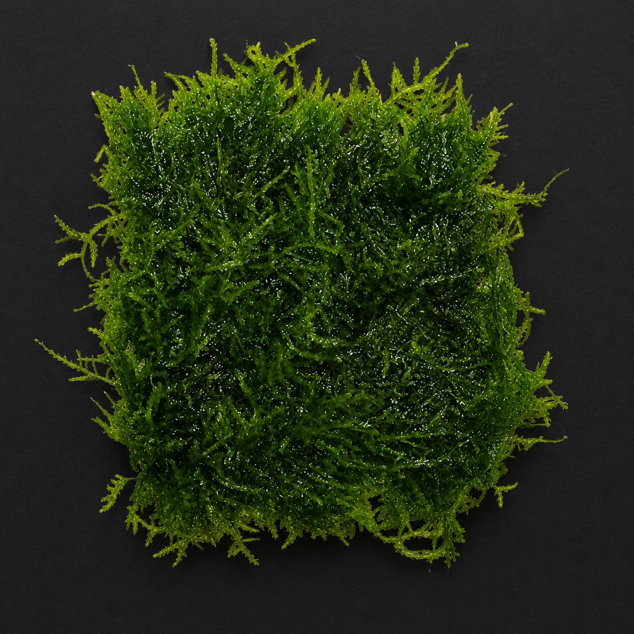 Aquatic Moss Mat | Live Freshwater Aquarium Moss | Shrimp Tank Carpet Plant | Aquascape Decor (3x3 Mat)