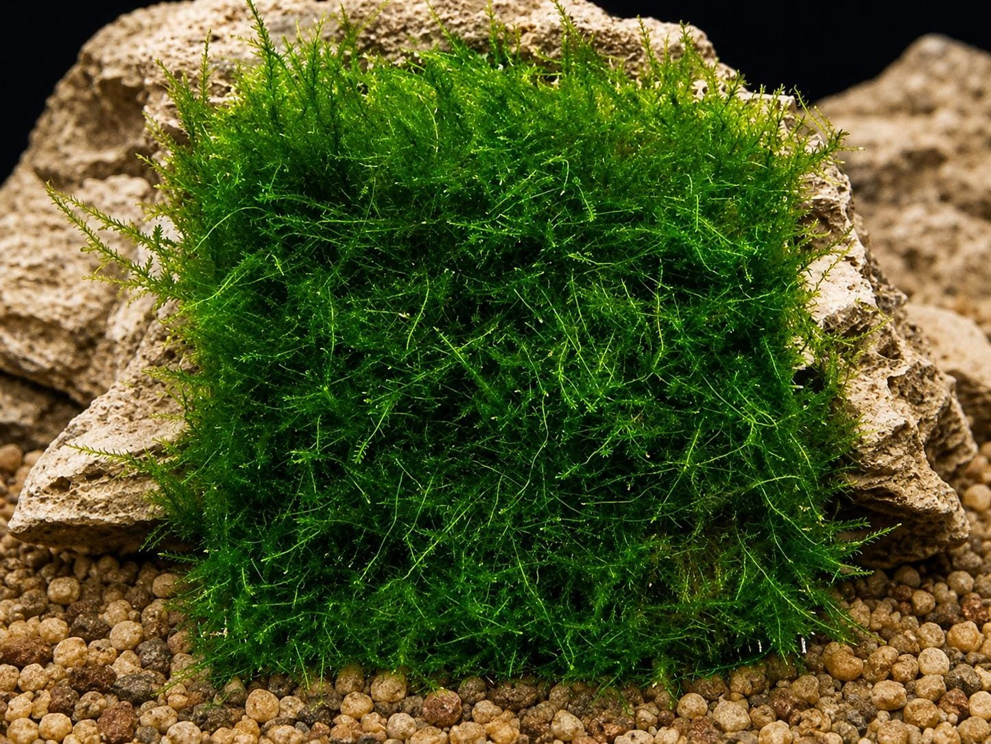 Aquatic Moss Mat | Live Freshwater Aquarium Moss | Shrimp Tank Carpet Plant | Aquascape Decor (3x3 Mat)