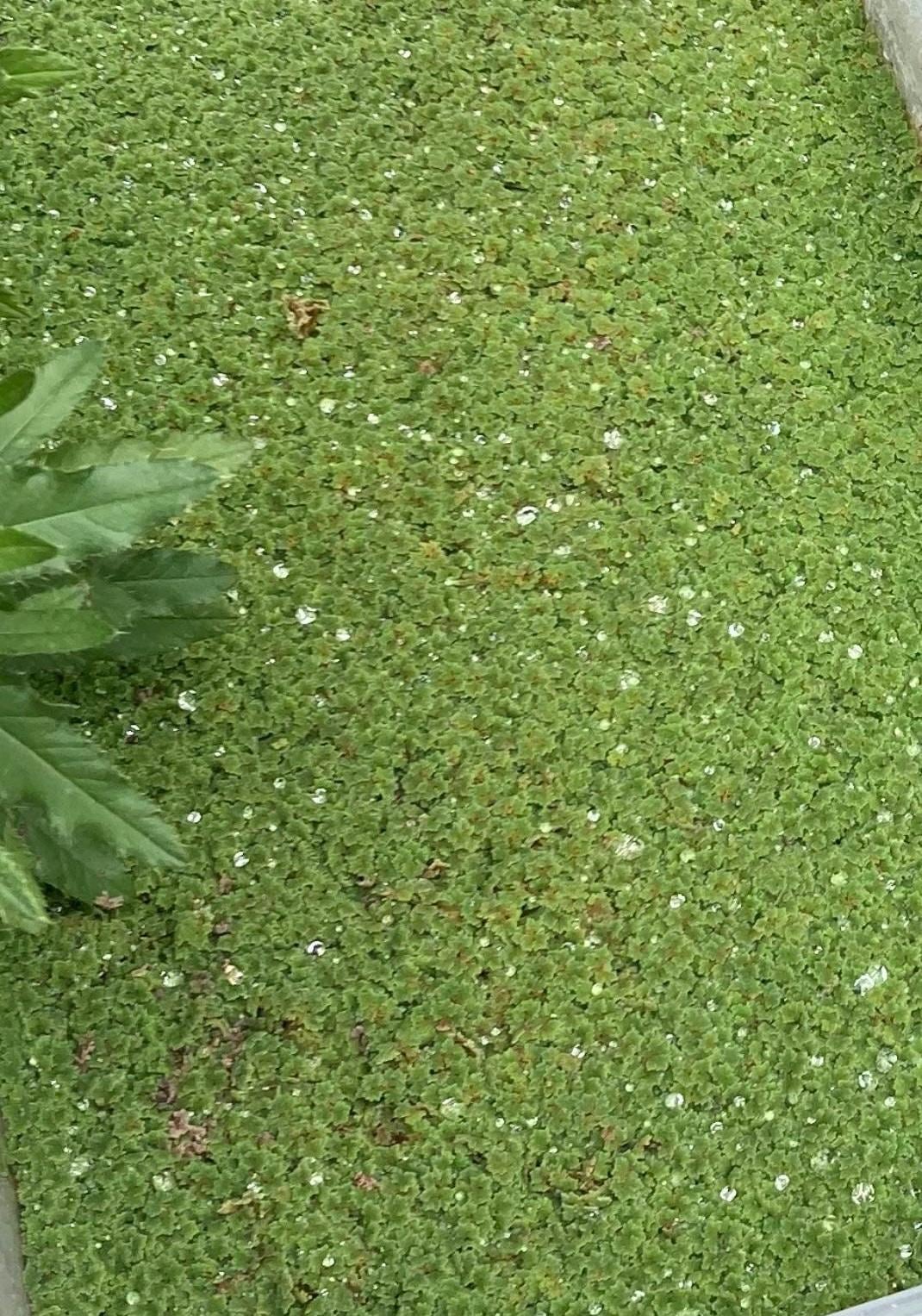 Fairy Moss Live Plant | Azolla Caroliniana | Floating Aquarium Pond Plant | Natural Shade & Nutrient Control - (3.5oz)