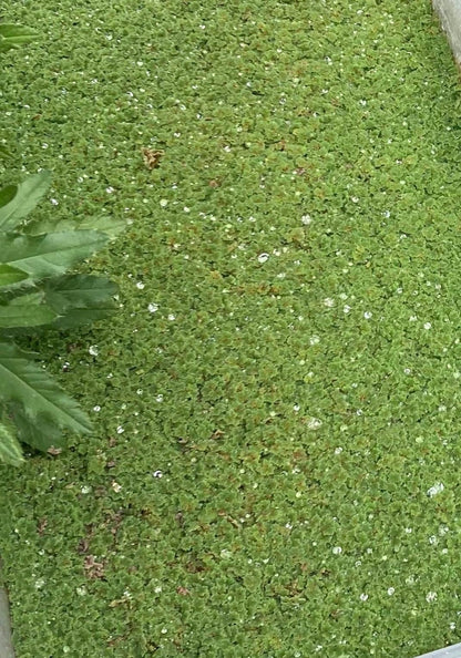 Fairy Moss Live Plant | Azolla Caroliniana | Floating Aquarium Pond Plant | Natural Shade & Nutrient Control - (3.5oz)