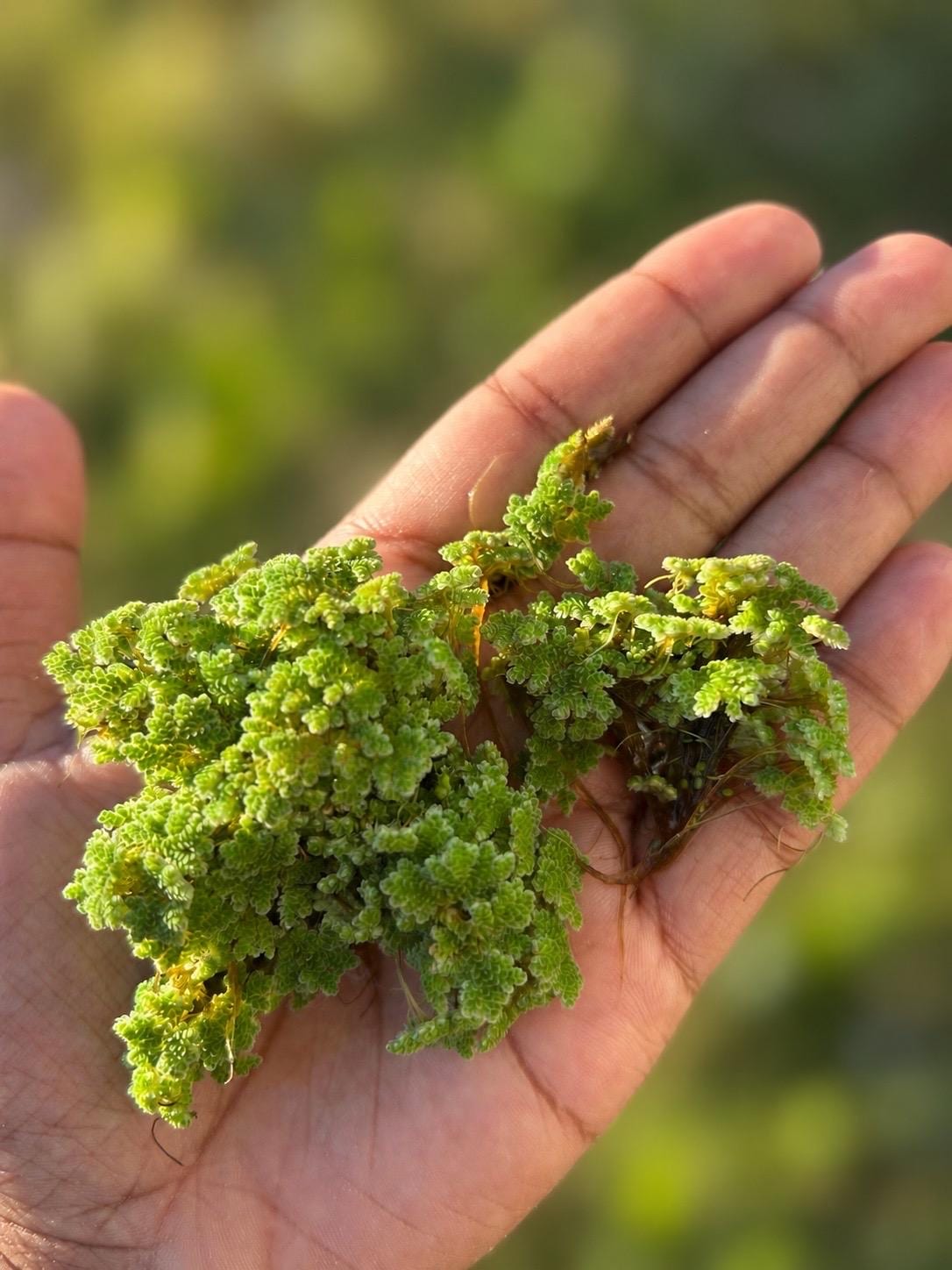 Fairy Moss Live Plant | Azolla Caroliniana | Floating Aquarium Pond Plant | Natural Shade & Nutrient Control - (3.5oz)