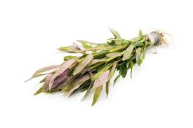 Limnophila Aromatica – Fragrant, Colorful Live Aquarium Plant