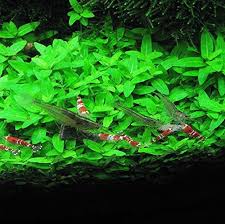 🌿 Staurogyne Repens (Potted) – Compact, Hardy Foreground Aquarium Plant