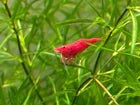 Guppy Grass – Fast-Growing, Beginner-Friendly Live Aquarium Plant (Najas guadalupensis)
