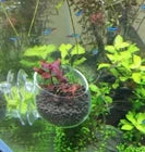 Tiger Lotus – Stunning Live Aquarium Bulb Plant (Nymphaea zenkeri)