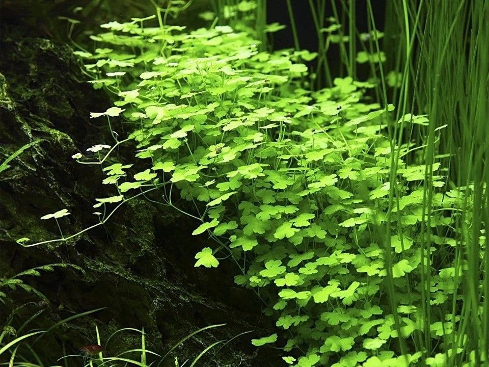 Hydrocotyle Tripartita ‘Japan’ – Bright, Fast-Growing Live Aquarium Plant