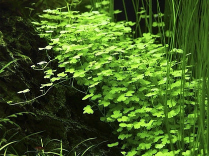 Hydrocotyle Tripartita ‘Japan’ – Bright, Fast-Growing Live Aquarium Plant