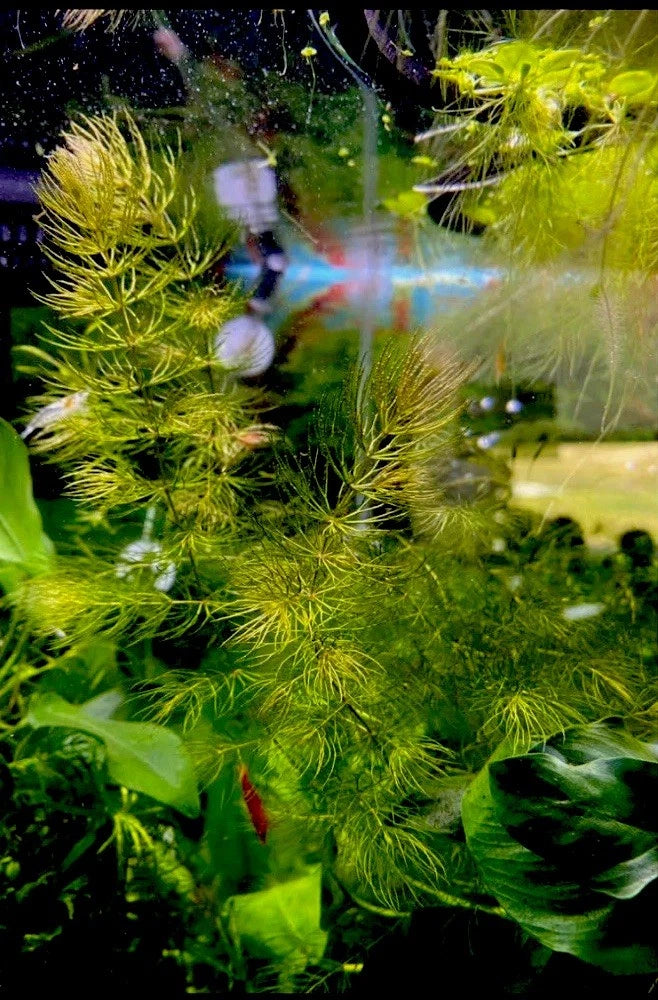 Pick your Own Beginner, Fast Growing Plant Bundle - You choose plants and bundle size!