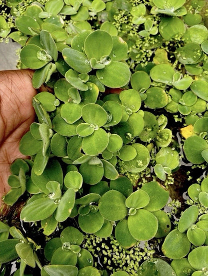 🌿 Dwarf Water Lettuce – Easy Floating Aquarium Plant for Natural Shade & Algae Control