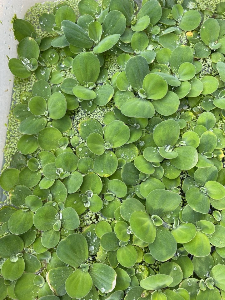 🌿 Dwarf Water Lettuce – Easy Floating Aquarium Plant for Natural Shade & Algae Control