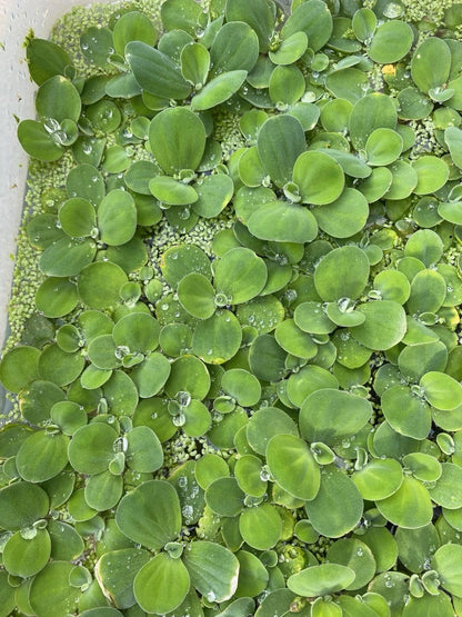🌿 Dwarf Water Lettuce – Easy Floating Aquarium Plant for Natural Shade & Algae Control