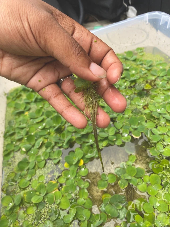 🌿 Dwarf Water Lettuce – Easy Floating Aquarium Plant for Natural Shade & Algae Control