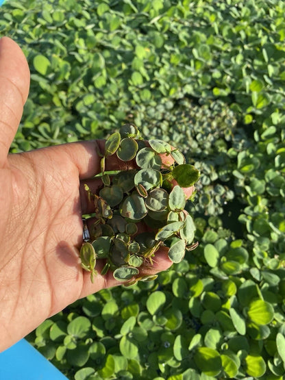 Red Root Floater – Colorful Floating Live Aquarium Plant (Phyllanthus fluitans)