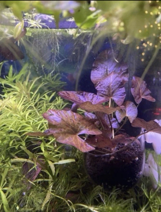Tiger Lotus – Stunning Live Aquarium Bulb Plant (Nymphaea zenkeri)
