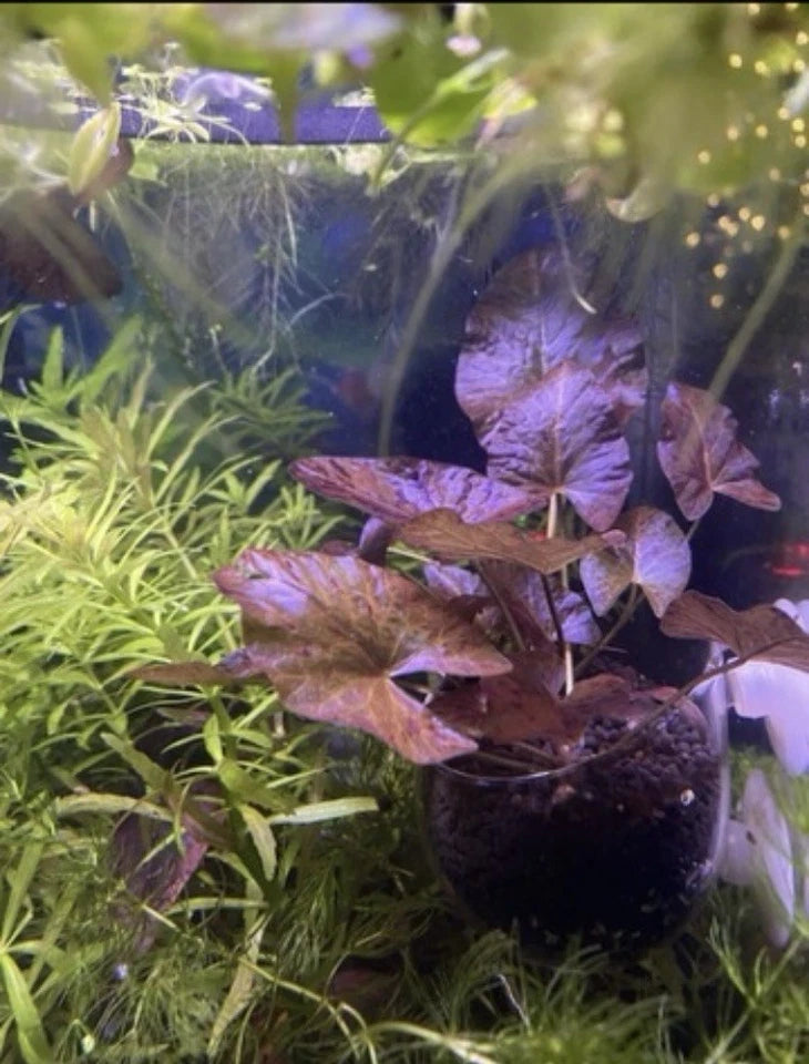 Aquarium Plant Holder- Durable Glass Cup