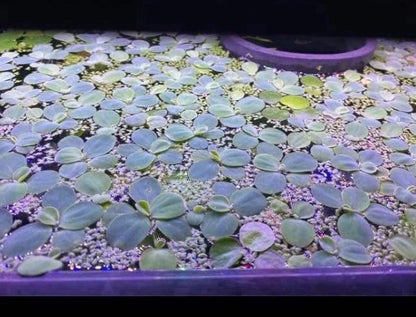 🌿 Dwarf Water Lettuce – Easy Floating Aquarium Plant for Natural Shade & Algae Control