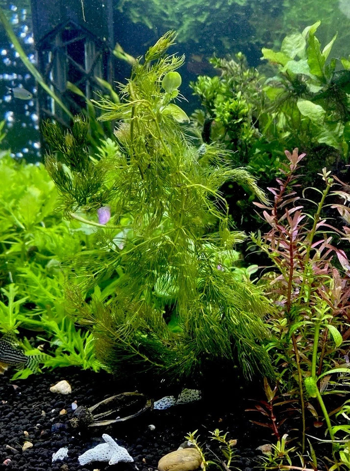 Hornwort – Fast-Growing, Easy Aquarium Plant (Ceratophyllum demersum)